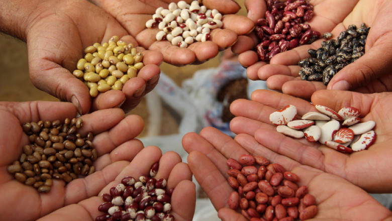 Hybrid Seeds Market Size, Share | Revenue, Production, Trends, Price, Gross Margin, and Forecast To 2030
