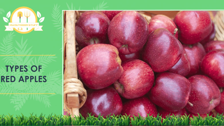 Types of Red Apples and Their BEST Uses 2022.