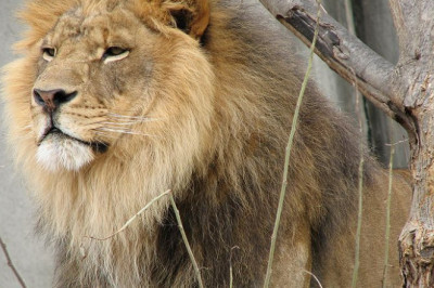 Glance At the History & Culture of Sasan Gir Jungle Safari