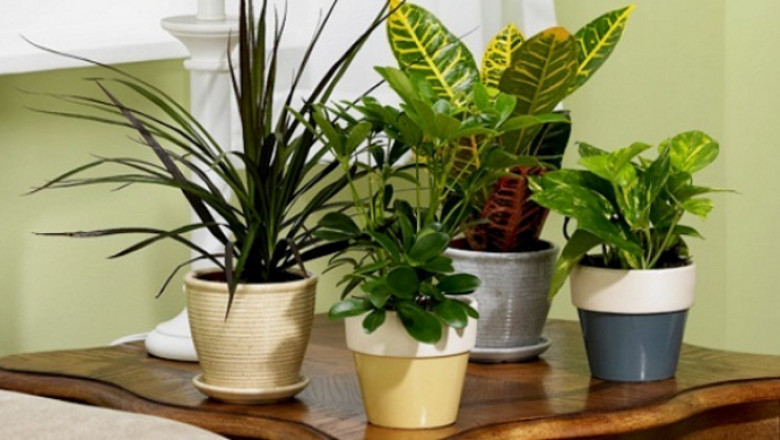 4 Low Maintenance Indoor Plants Best for Your Office Needs