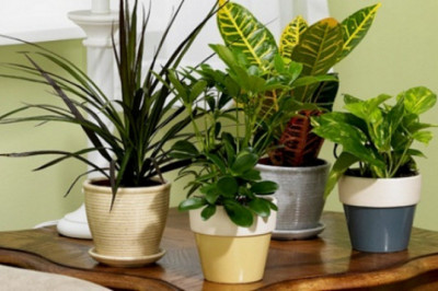 4 Low Maintenance Indoor Plants Best for Your Office Needs