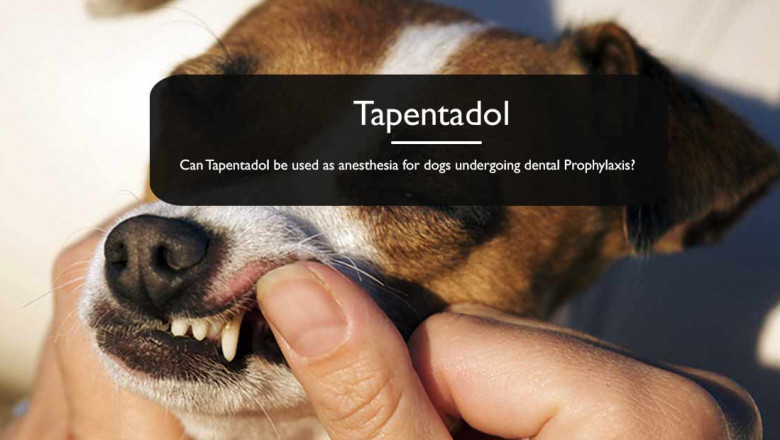 What are the uses of Tapentadol for dogs undergoing dental Pain relief
