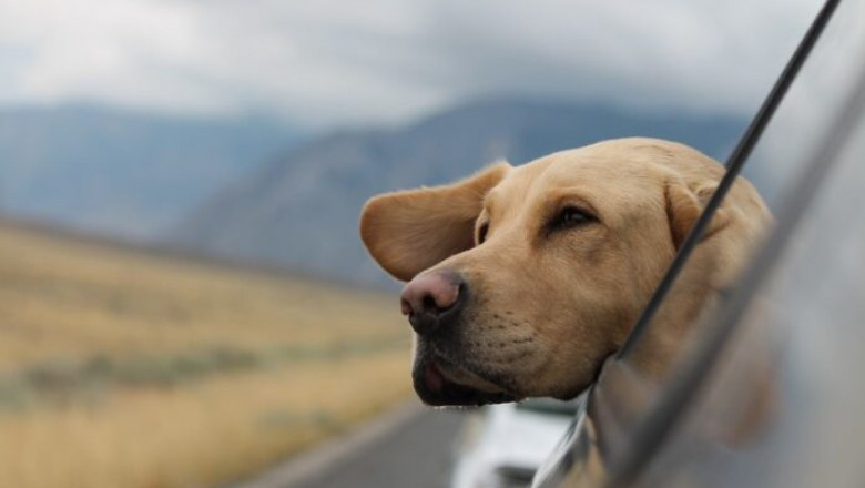 dachshund-bobblehead-history