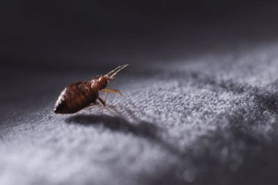 5 Signs Of A Bedbug Infestation In Your House