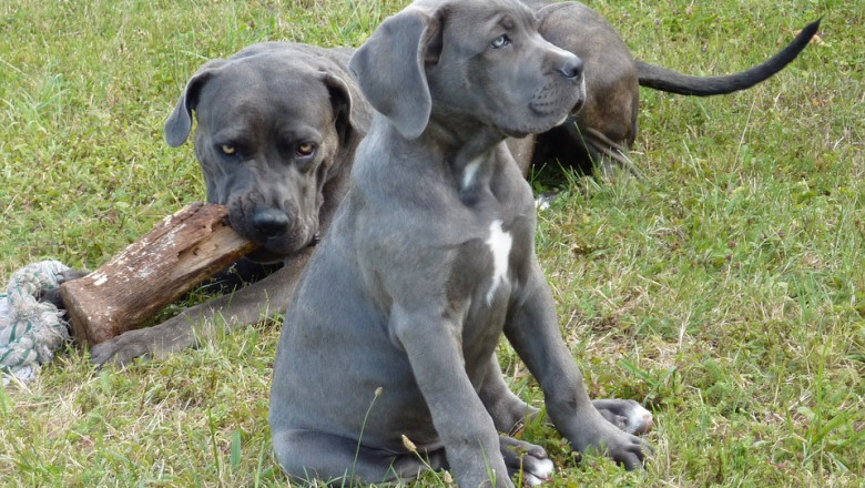 Can cane corso puppies make your health better