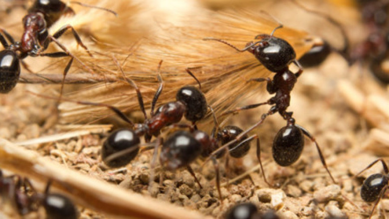 Affordable Ant Control Mississauga, Vaughan, Brampton | Maple Pest Control