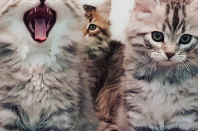 Kitten For Sale - Suggestions about Getting Your First Kitten