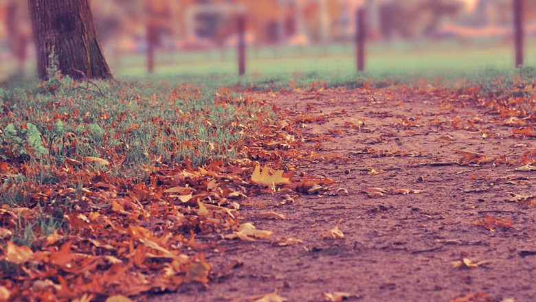 top 15 best carpet steam cleaners in 2022 complete guide rug cleaning