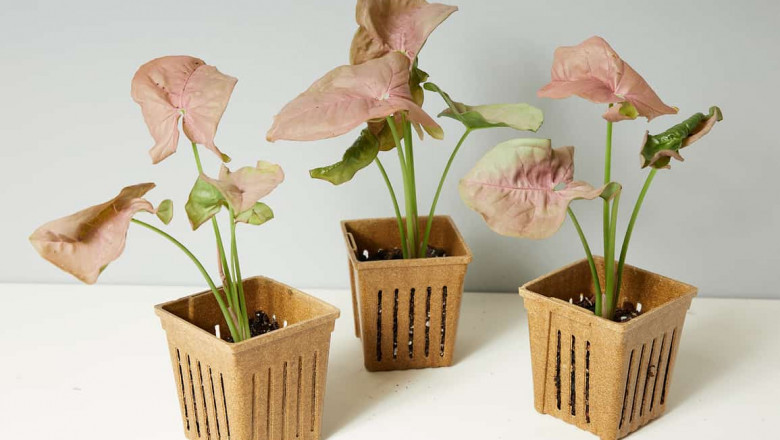 5 Excellent Benefits of Bringing Syngonium Plants Home