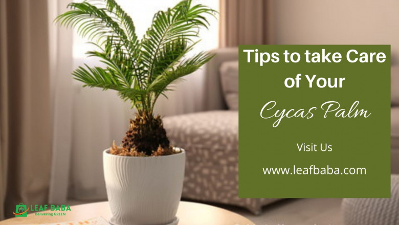 5 Hacks to Grow and Care for Your Cycas Palm