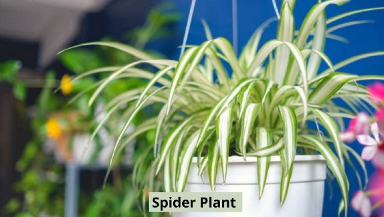 5 Reasons to Choose Spider Plant for Your Home