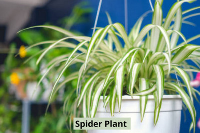 5 Reasons to Choose Spider Plant for Your Home