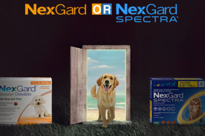 Which One is Best: Nexgard Or Nexgard Spectra?