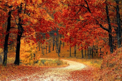 Autumn in kashmir: when green turns to gold