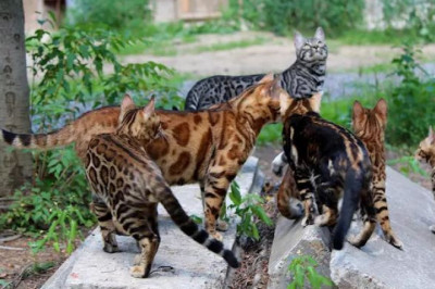 Bengal Cats the Panel Leopards of Nowadays to the Star Of The Marble Pet