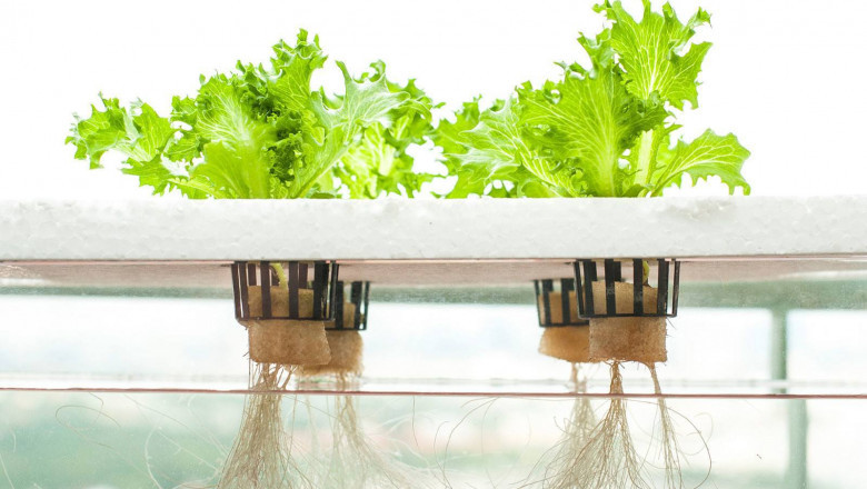 Global Hydroponic Systems Market Trends, Research, and Analysis for the Forecast Period 2022-2028