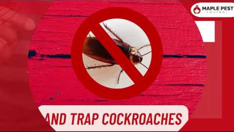 Pest Control Aurora | Pest Removal & Bed Bug Extermination Services