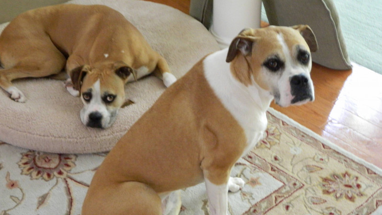 How Do I Prevent Pets From Scratching My Floors? Ask the experts