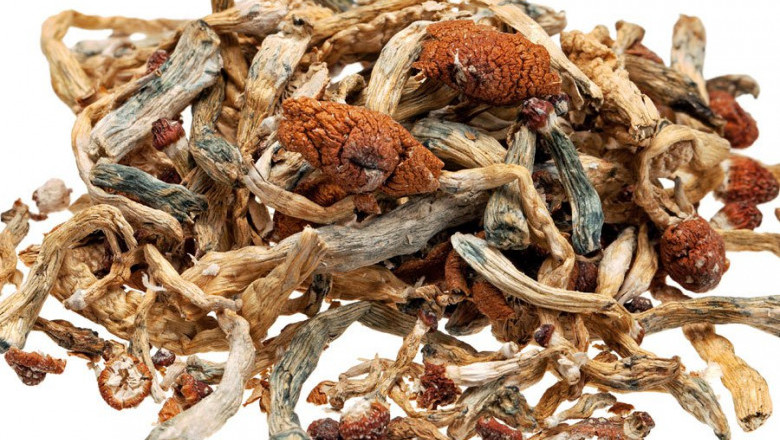 Buy magic mushrooms uk
