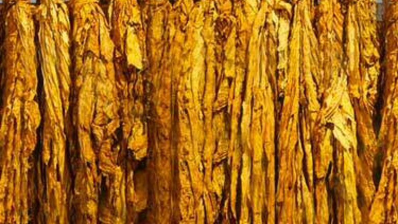 Germany Tobacco Market Data Review