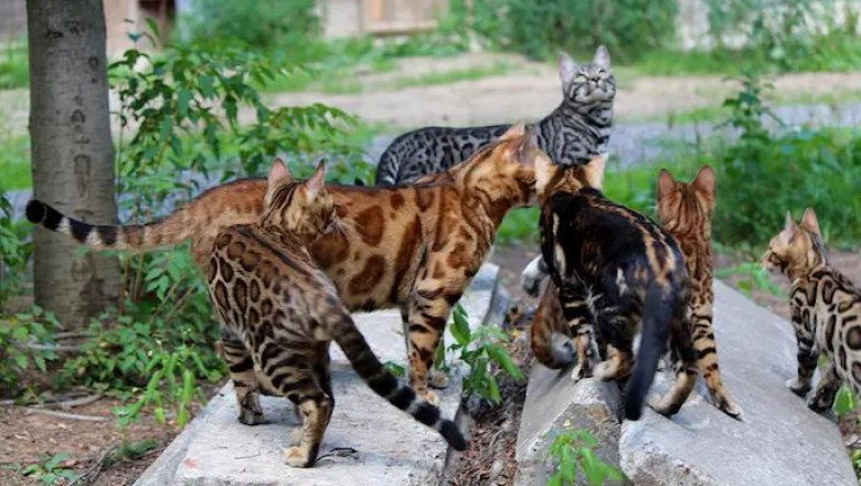 Flea Allergy Dermatitis in Cats May Lead to Epidermis Infections