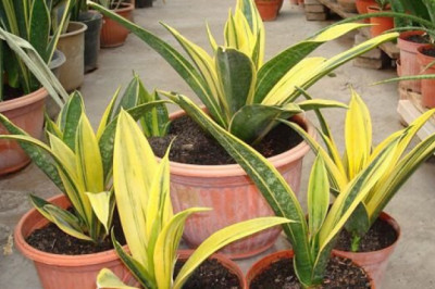 5 Reasons Why You Must Keep Golden Snake Plant with You