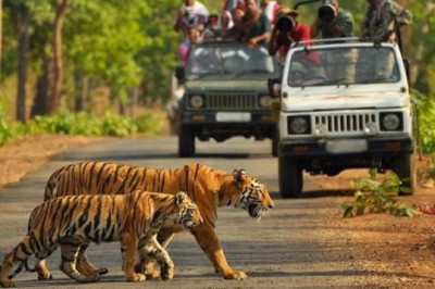 Jim Corbett Jungle Safari Available in Winsome Resort