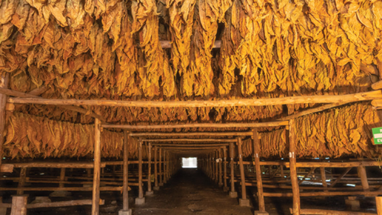 US Tobacco Market Data Review