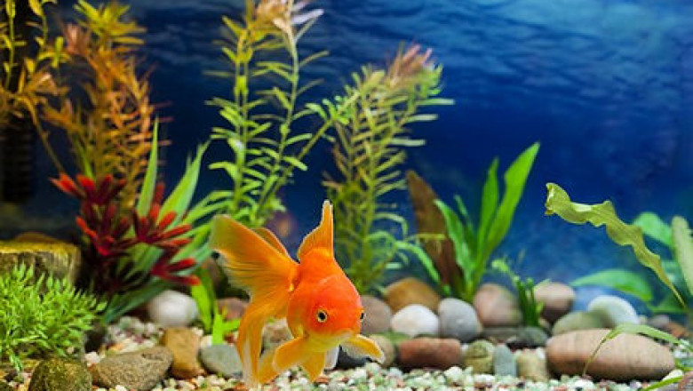 Buy Goldfish Online in US