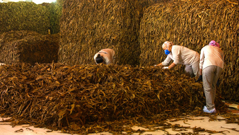 China Tobacco Market Data Review