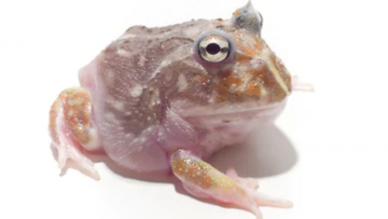 Get a Pacman Frog as a Pet: A Complete Guide