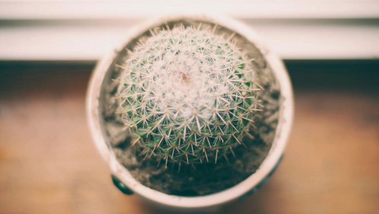 crypto market bloodbath hits solana particularly hard