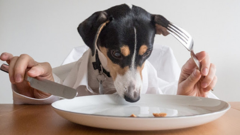 Pet Food Market Latest Innovations, Trends and Forecast