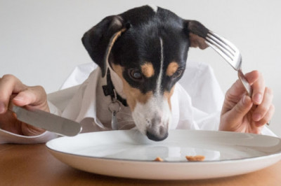 Pet Food Market Latest Innovations, Trends and Forecast