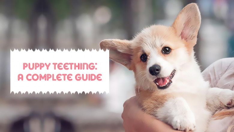 Puppy Teething: A Complete Guide | DiscountPetCare