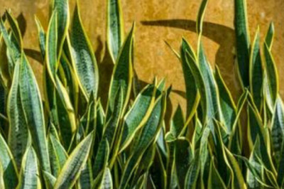 Top 4 Benefits of Keeping Snake Plant to Your Bedroom