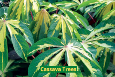 5 Growing Tips for Cassava Trees (Variegated Tapioca)
