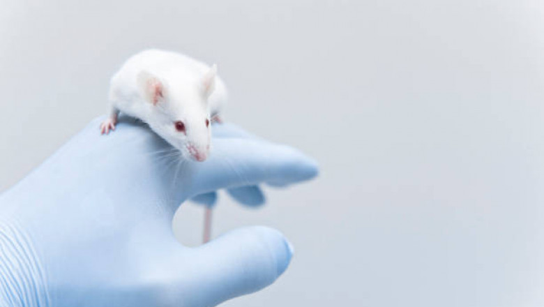 Animal Model Market Recent Opportunities, Growth Size, Regional Analysis and Forecasts to 2027