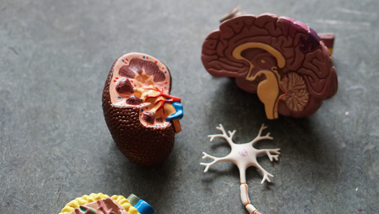 Biofeedback Therapy For Constipation And Fecal Incontinence