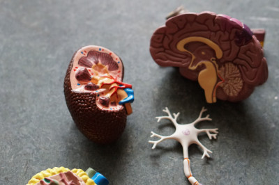 Biofeedback Therapy For Constipation And Fecal Incontinence