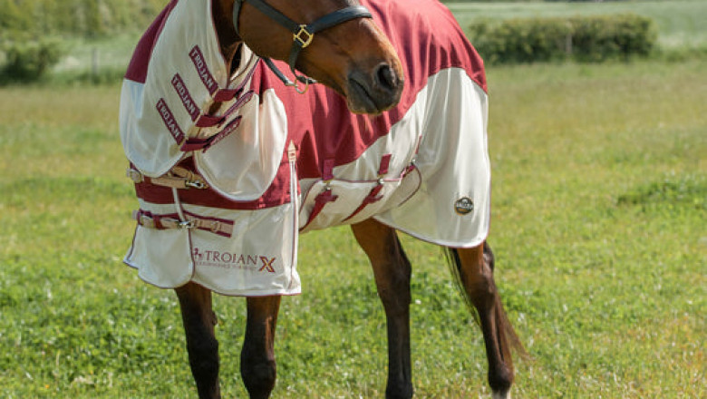 Buy the Best Lightweight Stable Rug for Your Horse From Equirugz