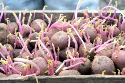 Global Seed Potatoes Market: Trends, Research and Analysis for the Forecast Duration 2022 to 2027