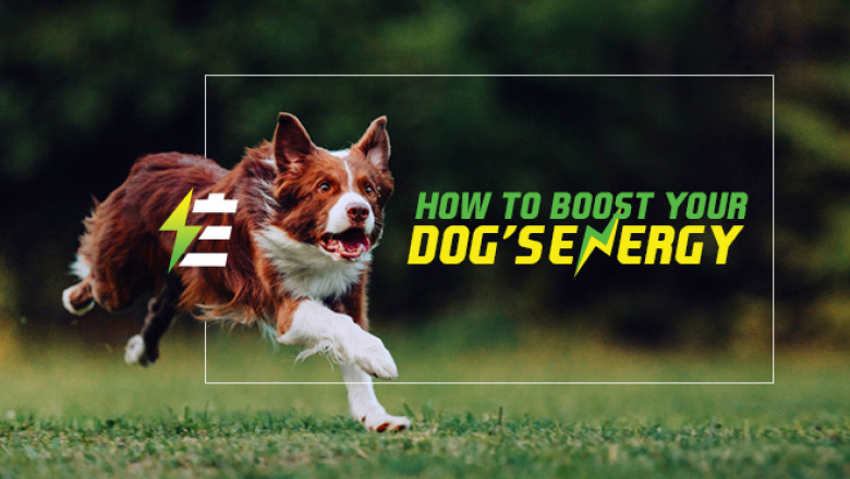 How To Boost Your Dog’s Energy