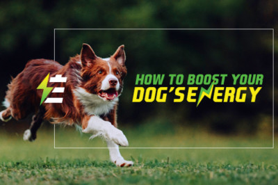 How To Boost Your Dog’s Energy