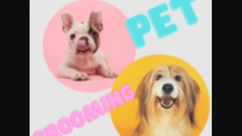Pet Grooming Strategies For Newcomers