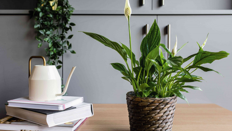 4 Reasons to Bring Peace Lily Plants Home