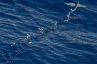 14 businesses doing a great job at free houses in texas