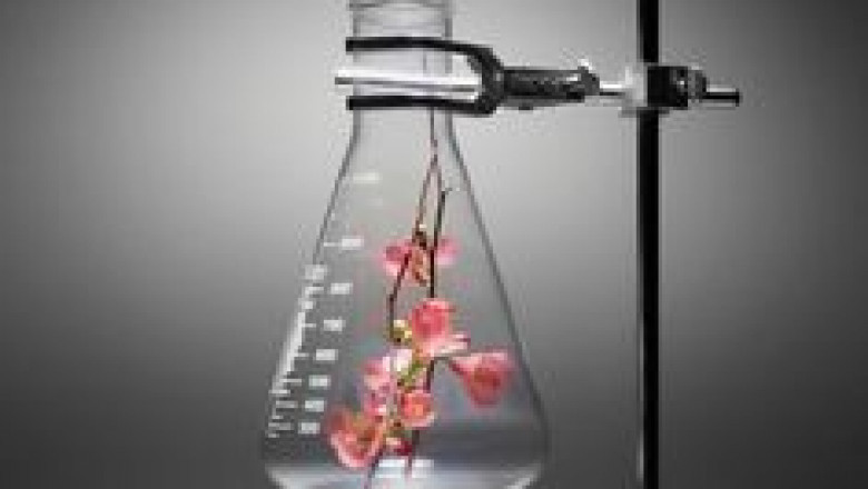 Epitalon Peptide Therapy