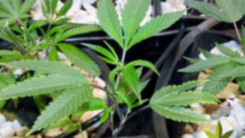 Best Clones for Sale in San Jose, USA