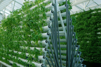 Why Hydroponic Is New Norm to Grow Vegetables in 2022?